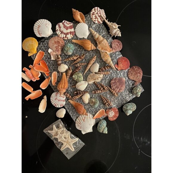 New Sea Shells Mixed Beach Seashells & Starfish for DIY Crafts, Party Decor - Picture 9 of 13